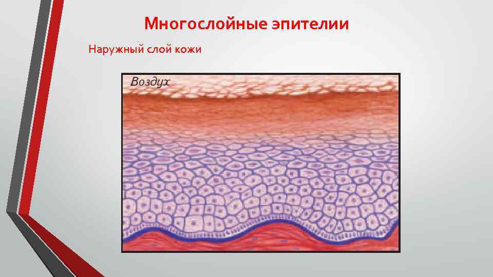 Многослойные эпителии Наружный слой кожи 