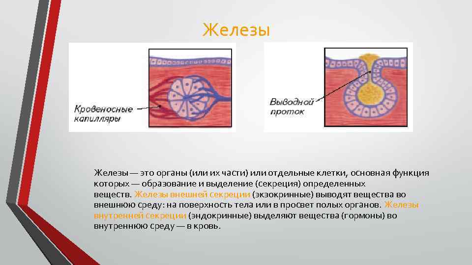 Железы — это органы (или их части) или отдельные клетки, основная функция которых —