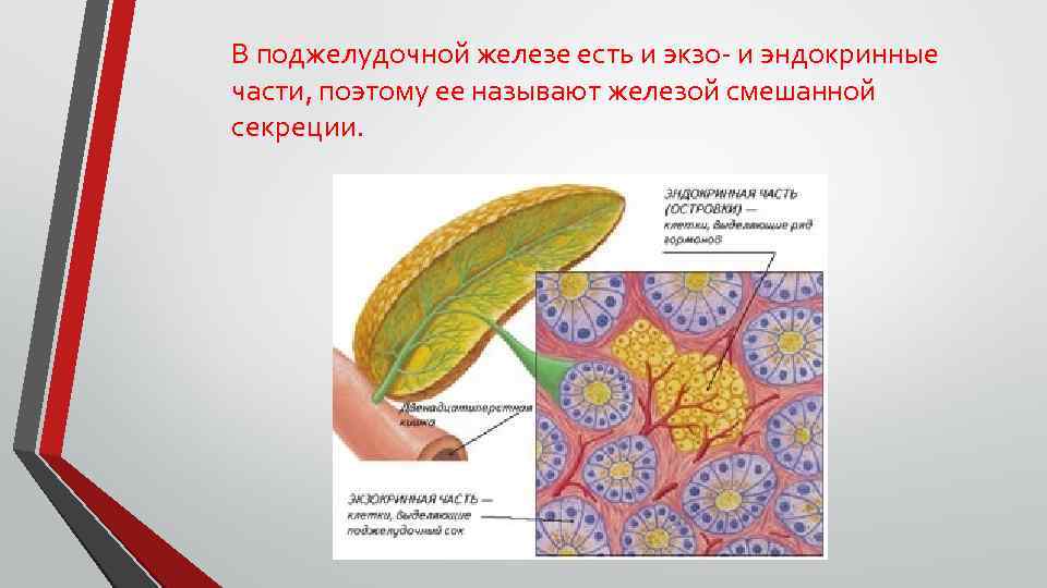 В поджелудочной железе есть и экзо- и эндокринные части, поэтому ее называют железой смешанной
