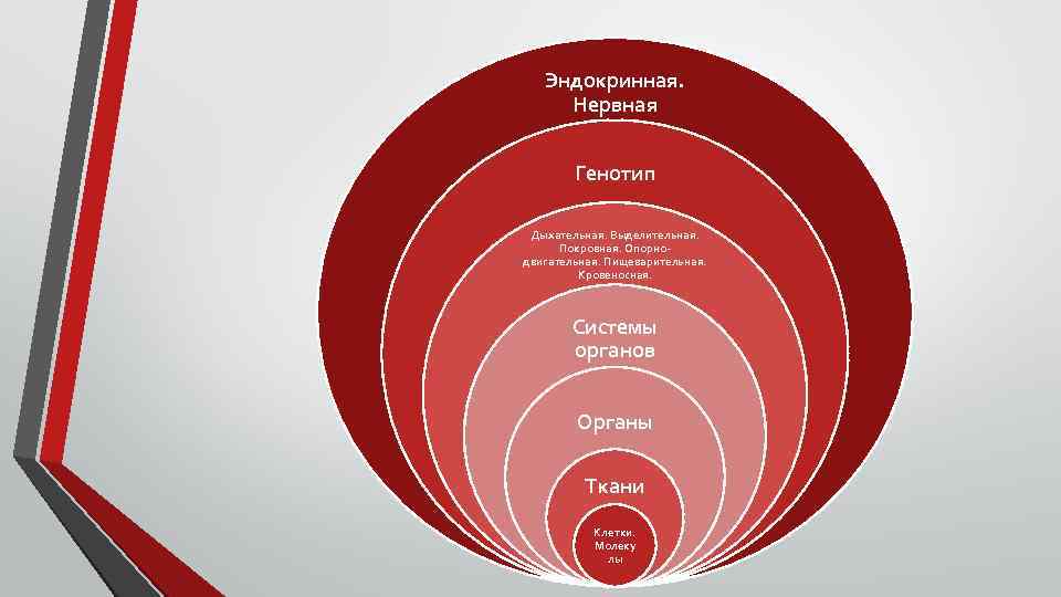 Эндокринная. Нервная Генотип Дыхательная. Выделительная. Покровная. Опорнодвигательная. Пищеварительная. Кровеносная. Системы органов Органы Ткани Клетки.