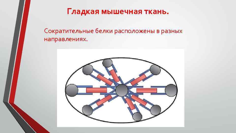 Гладкая мышечная ткань. Сократительные белки расположены в разных направлениях. 