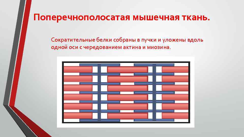 Поперечнополосатая мышечная ткань. Сократительные белки собраны в пучки и уложены вдоль одной оси с