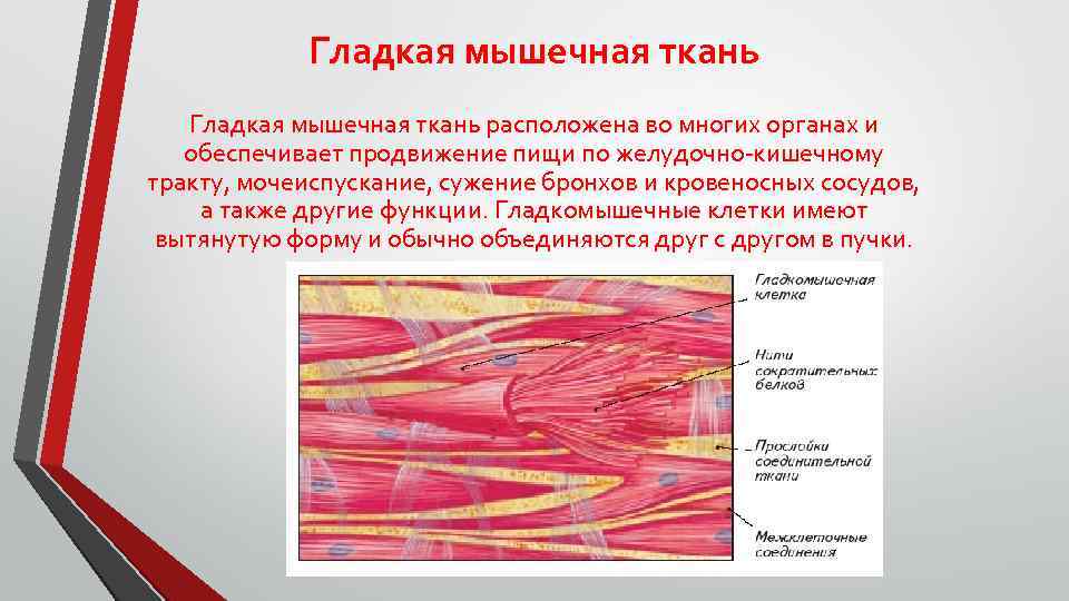 Гладкая мышечная ткань расположена во многих органах и обеспечивает продвижение пищи по желудочно-кишечному тракту,