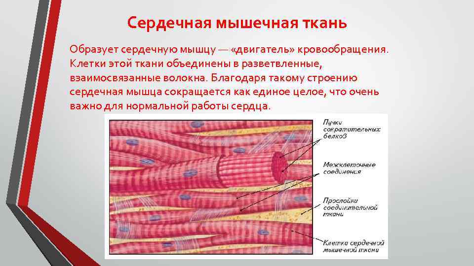 Сердечная мышечная ткань Образует сердечную мышцу — «двигатель» кровообращения. Клетки этой ткани объединены в