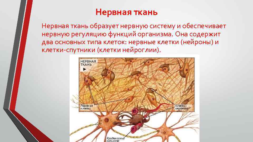 Нервная ткань образует нервную систему и обеспечивает нервную регуляцию функций организма. Она содержит два