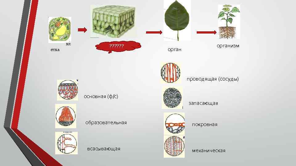 кл етка ? ? ? организм проводящая (сосуды) основная (ф/с) запасающая образовательная всасывающая покровная