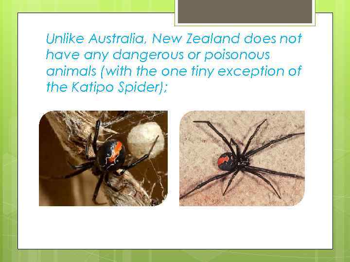 Unlike Australia, New Zealand does not have any dangerous or poisonous animals (with the