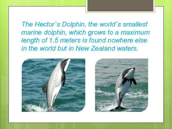 The Hector`s Dolphin, the world`s smallest marine dolphin, which grows to a maximum length