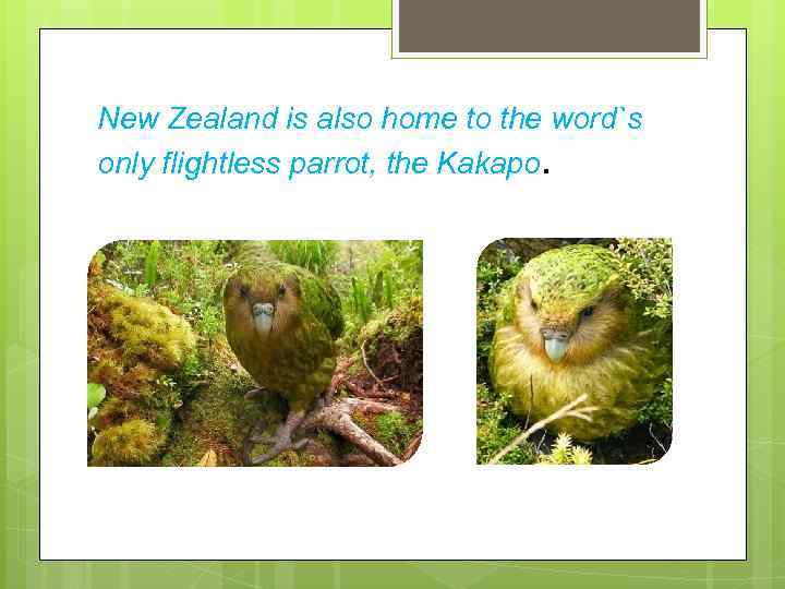 New Zealand is also home to the word`s only flightless parrot, the Kakapo. 