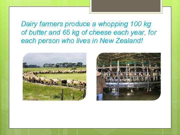 Dairy farmers produce a whopping 100 kg of butter and 65 kg of cheese