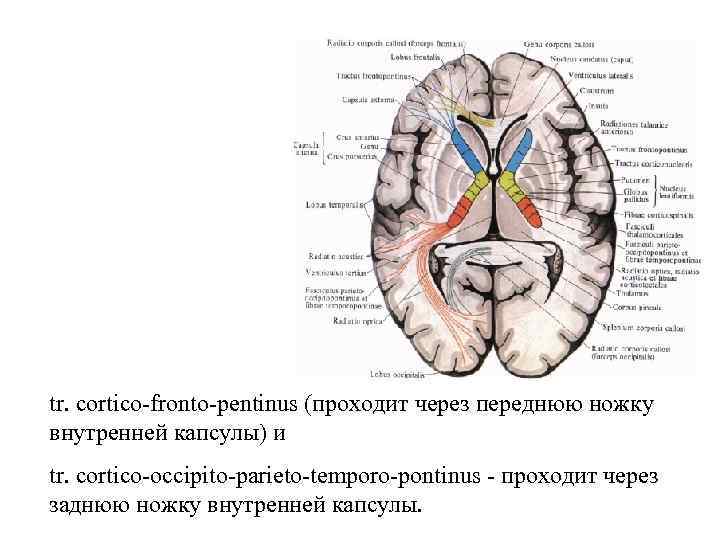 tr. cortico fronto pentinus (проходит через переднюю ножку внутренней капсулы) и tr. cortico occipito