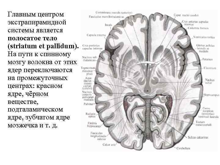 Главным центром экстрапирамидной системы является полосатое тело (striatum et pallidum). На пути к спинному