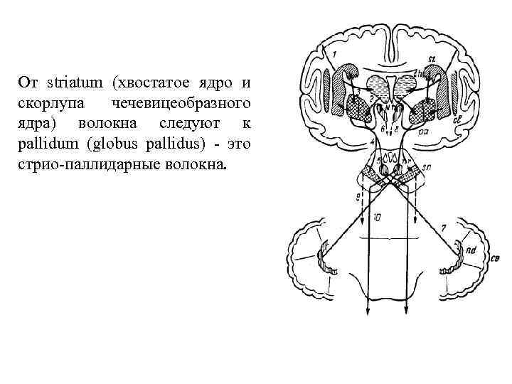 От striatum (хвостатое ядро и скорлупа чечевицеобразного ядра) волокна следуют к раllidum (globus pallidus)