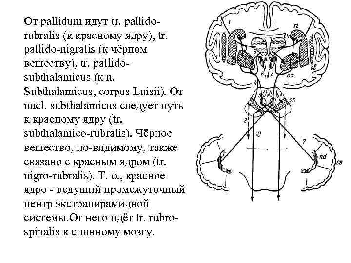 От pallidum идут tr. pallido rubralis (к красному ядру), tr. pallido nigralis (к чёрном