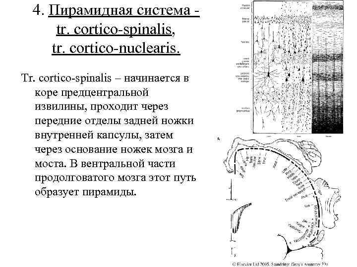 4. Пирамидная система tr. cortico spinalis, tr. cortico nuclearis. Tr. cortico spinalis – начинается