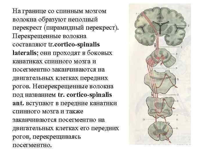 Волокна пирамидных путей