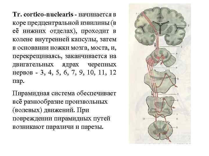 Tr. cortico-nuclearis начинается в коре предцентральной извилины (в её нижних отделах), проходит в колене