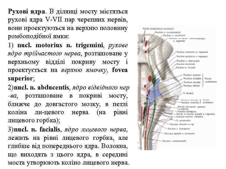 Рухові ядра. В ділянці мосту містяться рухові ядра V VІІ пар черепних нервів, вони