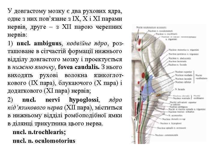 У довгастому мозку є два рухових ядра, одне з них пов’язане з ІХ, Х