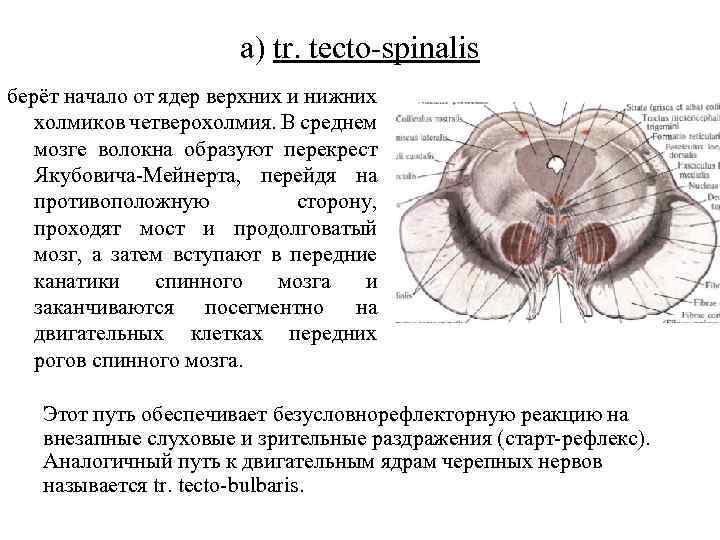 a) tr. tecto spinalis берёт начало от ядер верхних и нижних холмиков четверохолмия. В