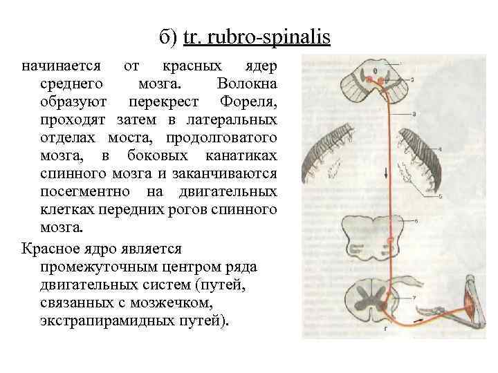 б) tr. rubro spinalis начинается от красных ядер среднего мозга. Волокна образуют перекрест Фореля,