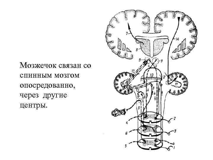 Мозжечок связан со спинным мозгом опосредованно, через другие центры. 