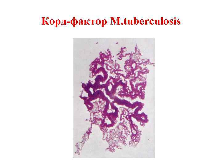 Корд-фактор M. tuberculosis 