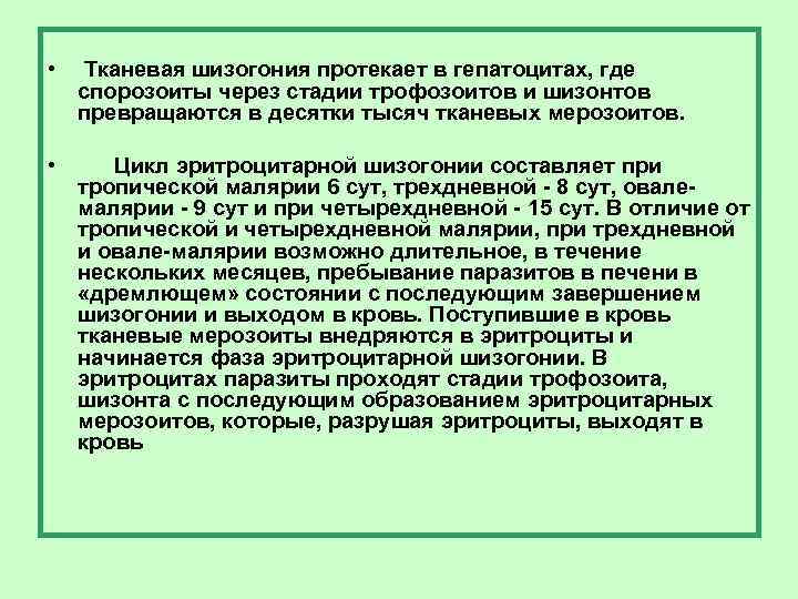  • Тканевая шизогония протекает в гепатоцитах, где спорозоиты через стадии трофозоитов и шизонтов