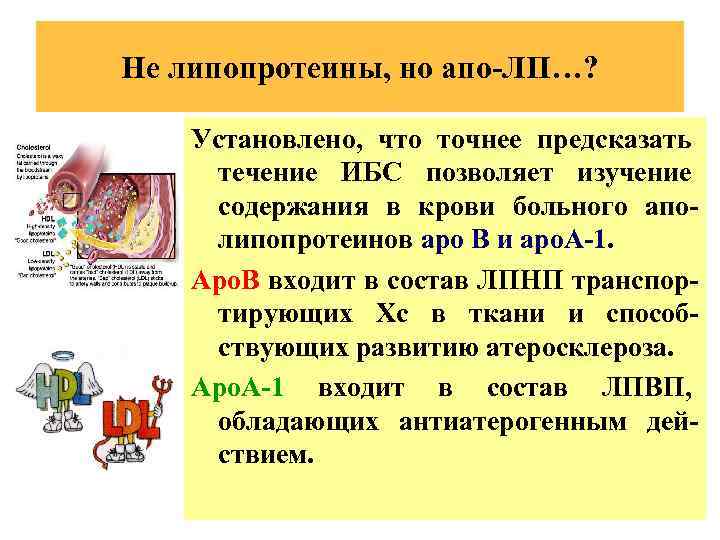 Не липопротеины, но апо-ЛП…? Установлено, что точнее предсказать течение ИБС позволяет изучение содержания в