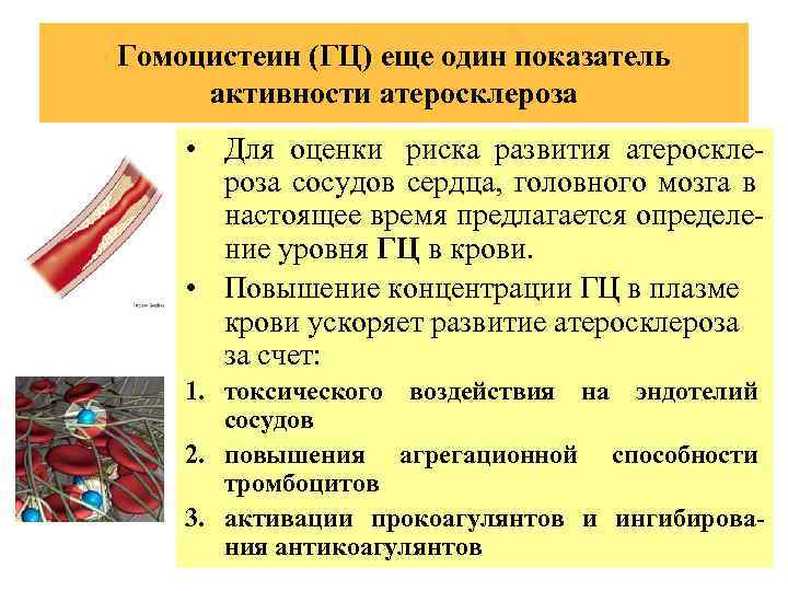 Гомоцистеин (ГЦ) еще один показатель активности атеросклероза • Для оценки риска развития атеросклероза сосудов