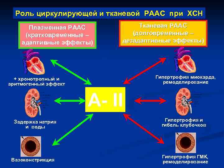 Роль циркулирующей и тканевой РААС при ХСН Плазменная РААС (кратковременные – адаптивные эффекты) Тканевая