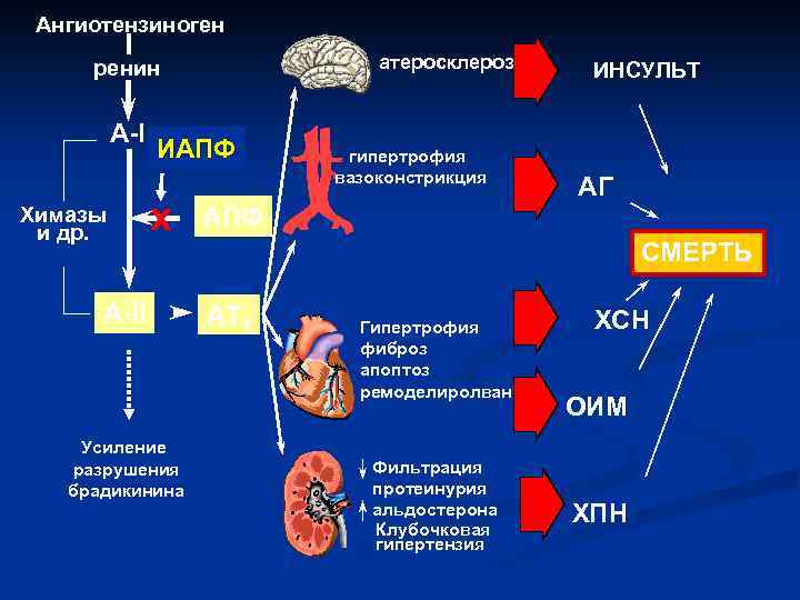 Ангиотензиноген атеросклероз ренин A-I Химазы и др. ИАПФ x A-II Усиление разрушения брадикинина гипертрофия