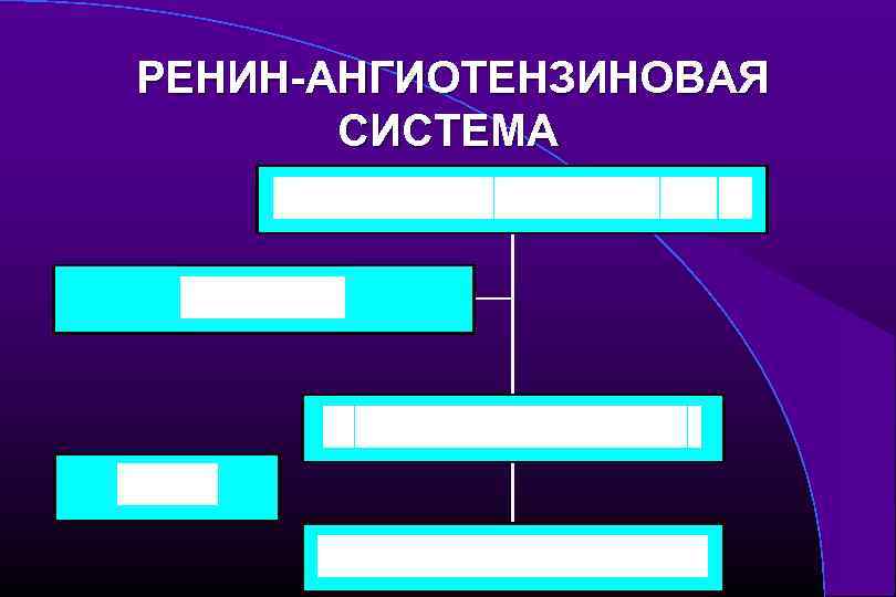 РЕНИН-АНГИОТЕНЗИНОВАЯ СИСТЕМА 