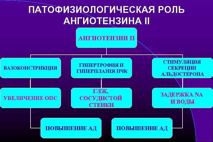 ПАТОФИЗИОЛОГИЧЕСКАЯ РОЛЬ АНГИОТЕНЗИНА II АНГИОТЕНЗИН II ВАЗОКОНСТРИКЦИЯ ГИПЕРТРОФИЯ И ГИПЕРПЛАЗИЯ ПЧК СТИМУЛЯЦИЯ СЕКРЕЦИИ АЛЬДОСТЕРОНА