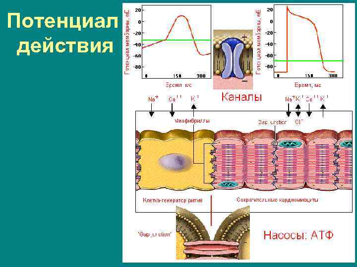 Потенциал действия 