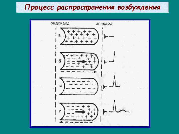 Процесс распространения возбуждения 