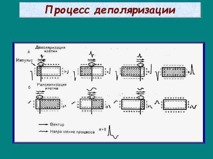 Процесс деполяризации 