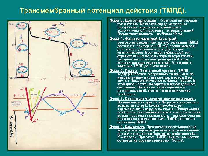 Трансмембранный потенциал действия (ТМПД). Фаза 0. Деполяризация – быстрый натриевый ток в клетку. Меняется