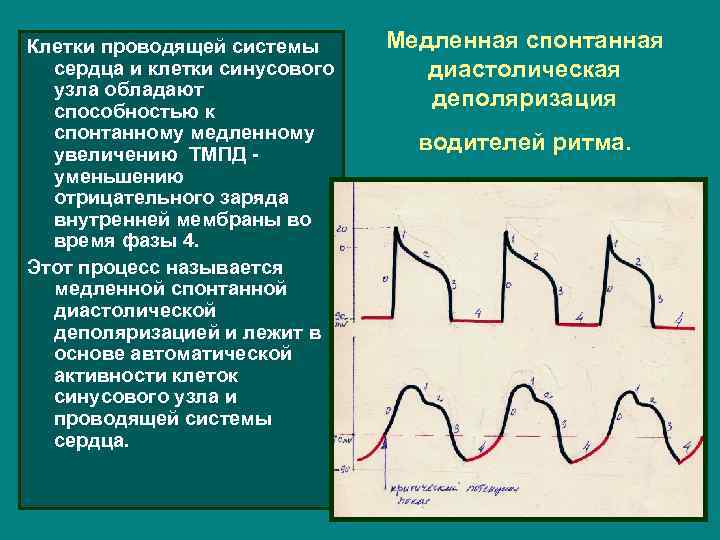 Клетки проводящей системы сердца и клетки синусового узла обладают способностью к спонтанному медленному увеличению