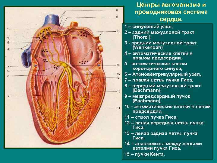 Центры автоматизма и проводниковая система сердца. 1 – синусовый узел, 2 – задний межузловой