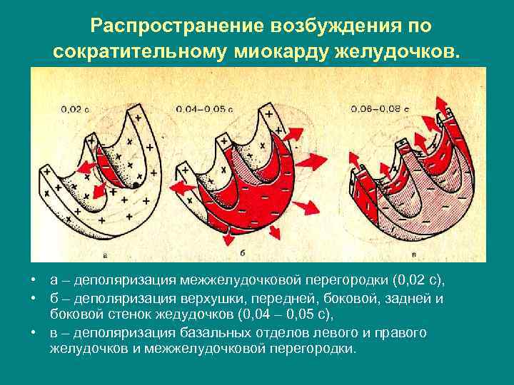  Распространение возбуждения по сократительному миокарду желудочков. • а – деполяризация межжелудочковой перегородки (0,