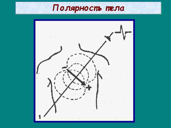 Полярность тела 