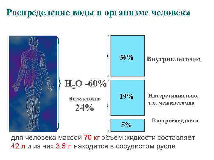 Дополните схему функции воды в организме человека