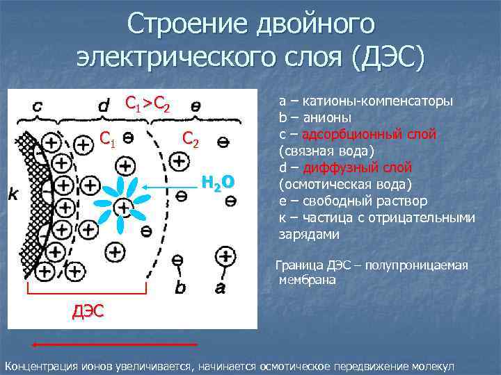 Двойной слой. Строение двойного электрического слоя (ДЭС). Диффузный слой ДЭС (двойного электрического слоя) состоит из:. Строение двойного электрического слоя мицеллы.