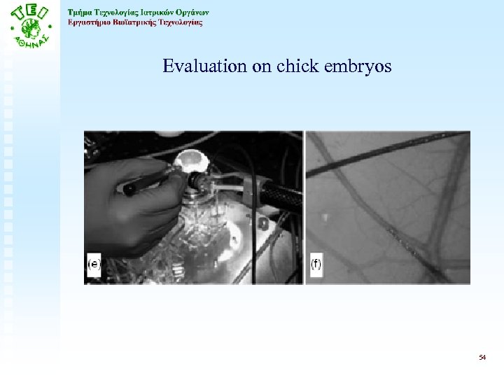 Evaluation on chick embryos 54 