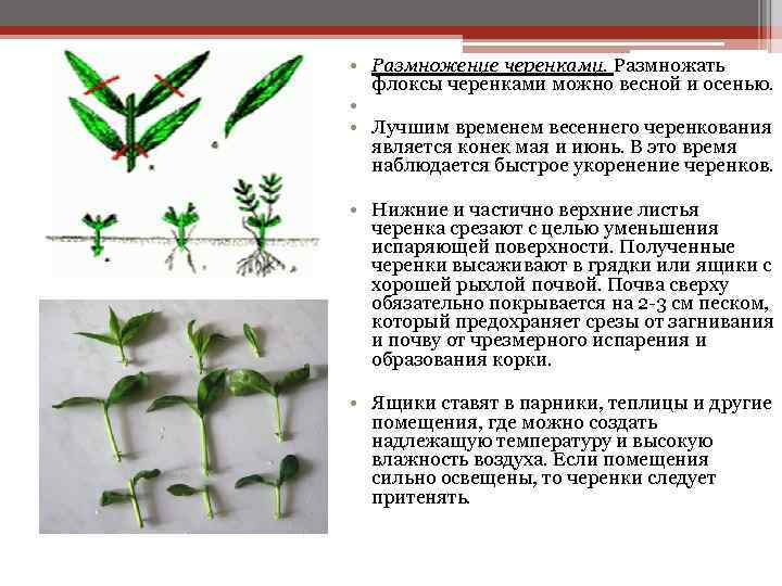  • Размножение черенками. Размножать флоксы черенками можно весной и осенью. • • Лучшим