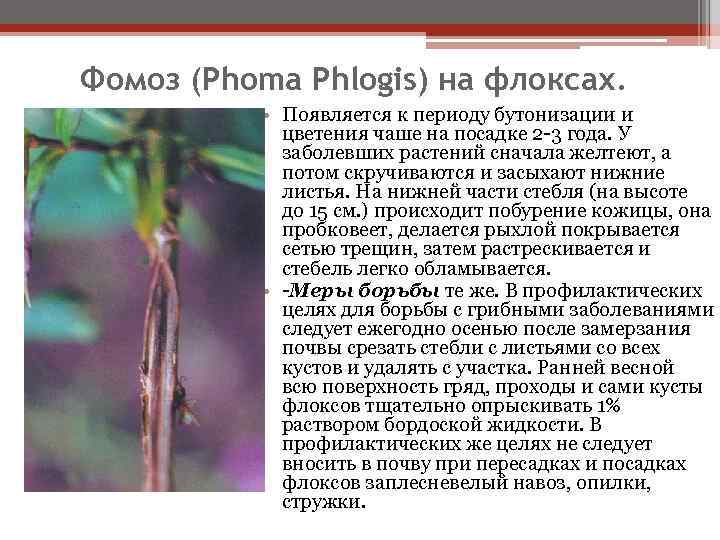 Фомоз (Phoma Phlogis) на флоксах. • Появляется к периоду бутонизации и цветения чаше на