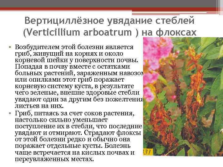 Вертициллёзное увядание стеблей (Verticillium arboatrum ) на флоксах • Возбудителем этой болезни является гриб,