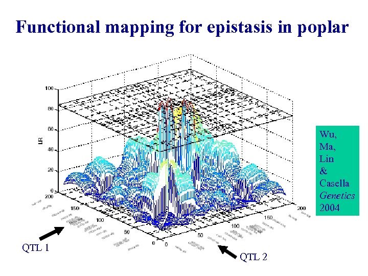 Functional mapping for epistasis in poplar Wu, Ma, Lin & Casella Genetics 2004 QTL