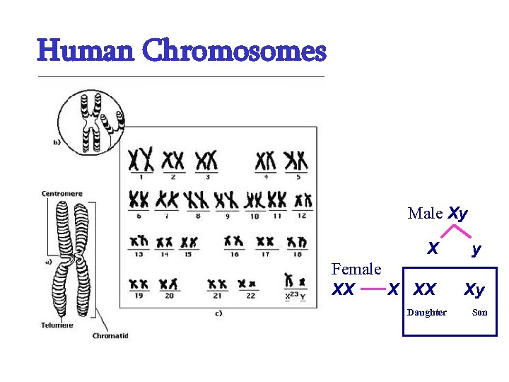 Human Chromosomes Male Xy X y Female XX Xy Daughter Son 